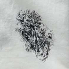 Cactus Sketch Shirt P678139